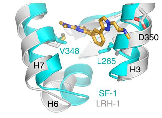 ligand-protein complex